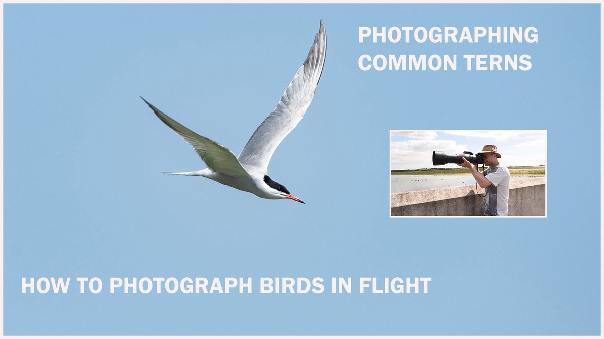 stevehedges7's tweet photo. Just added a new video to my Youtube channel about how to photograph common terns in flight. https://t.co/NLaAfL02C3 #photographingbirdsinflight #birdphotography #woldlifephotography https://t.co/KMhMvXbJxo