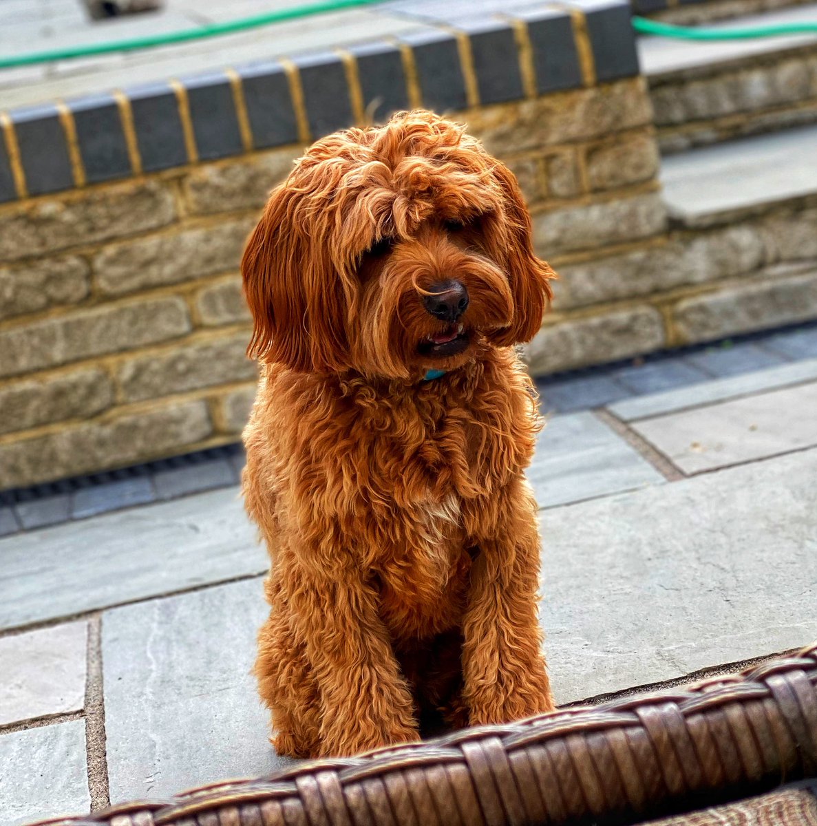 Yes it's another social media dog picture but this one was too cute not to share! Gotta love him 😍😍

#monty #dog #doglife #doglovers #dogoftheday #doglover #cavapooworld #cavapoos #cavapoolove #cavapoo