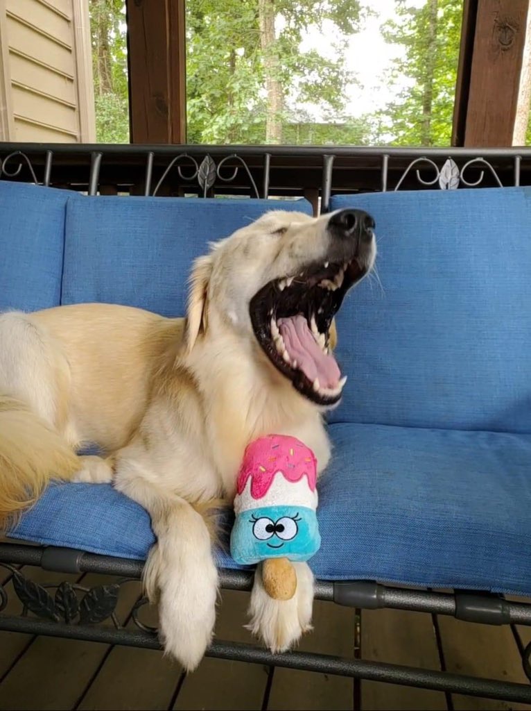 CanineAssistant's tweet photo. Happy National Ice Cream Day🍦
This sweet girl was enjoying her ice cream but then got a brain freeze🤪 #icecream #dog #nationalicecreamday #brainfreeze #icecreamday #canineassistants #cute #futureservicedog #dogicecream #goldenretriever #icecreamtoy https://t.co/8K7q7fhb3g