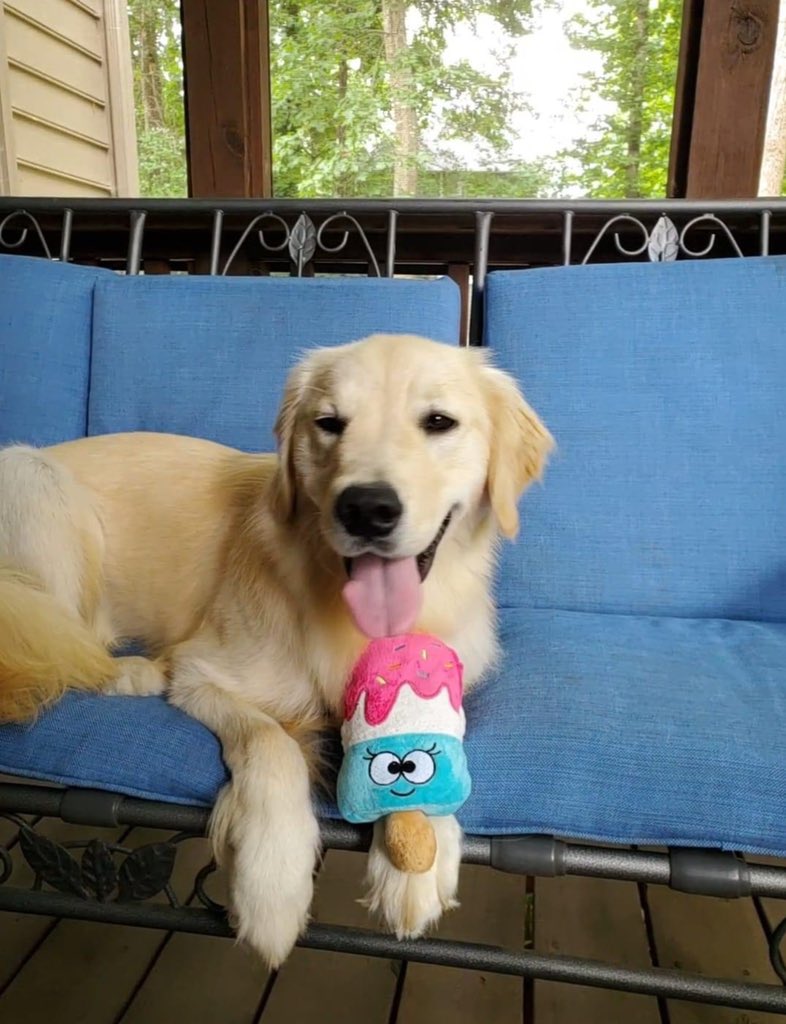 CanineAssistant's tweet photo. Happy National Ice Cream Day🍦
This sweet girl was enjoying her ice cream but then got a brain freeze🤪 #icecream #dog #nationalicecreamday #brainfreeze #icecreamday #canineassistants #cute #futureservicedog #dogicecream #goldenretriever #icecreamtoy https://t.co/8K7q7fhb3g