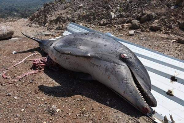 İzmir Urla 'da 4 yunusu vurarak öldüren "insan veya insanlar" umarım ve hatta isterim ki sonunuz daha beter olsun..😔😡