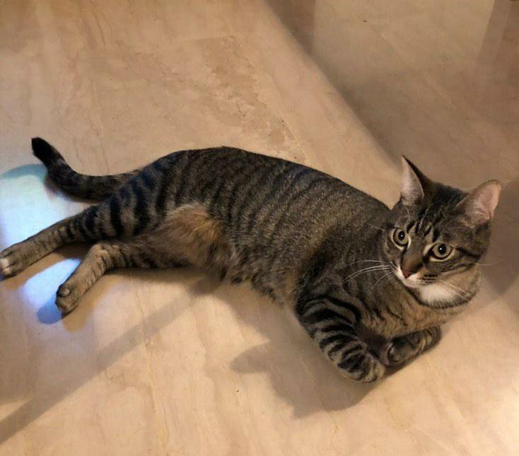 RodamonsDeRubi's tweet photo. SE BUSCA A PÍXEL - ST. CUGAT

Perdido el 19 de julio en la zona de Coll Fava (St. Cugat).

Macho adulto castrado y con chip. 

Si alguien lo ve o encuentra rogamos contacten con el tlf 628890492. 
Solicitamos difusión, gracias. https://t.co/0NC8gnvOdl