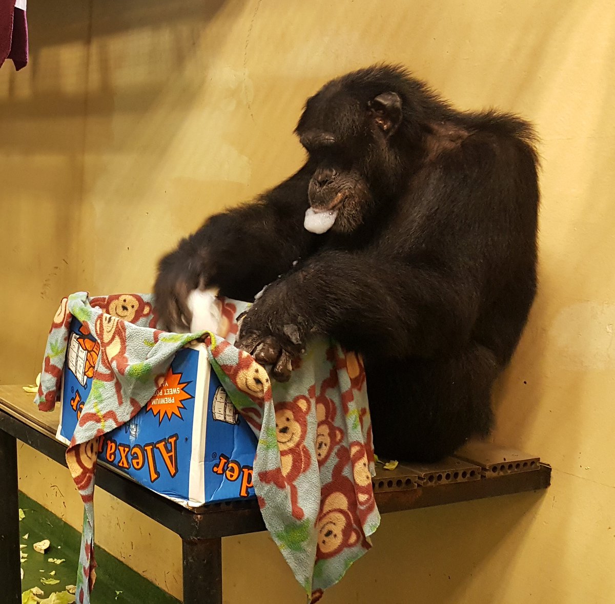 projectchimps's tweet photo. Justin apparently couldn't decide what to play with. A box? A blanket? Bubbles? Oh, the choices! Just mix them all together!
#JustinChimp #choices https://t.co/woOpsHgpAJ