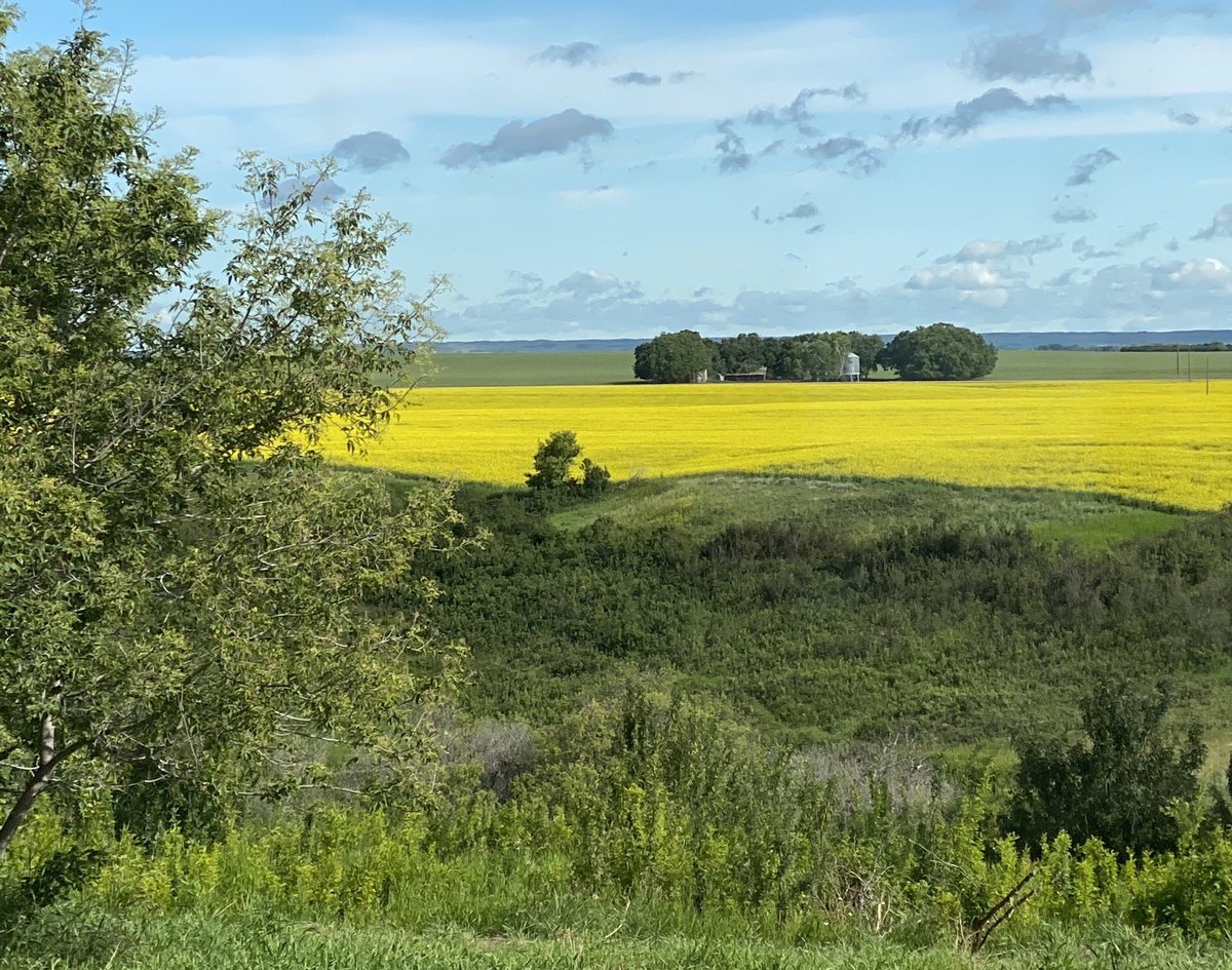 Growest_Ag's tweet photo. I don’t spend a lot of time in my office this time of year. When I do, I am extremely great full for this view! @SKAgriculture @SaskCanola #L258HPC #OfficeView #Beautifulday https://t.co/zpOgm2WznQ