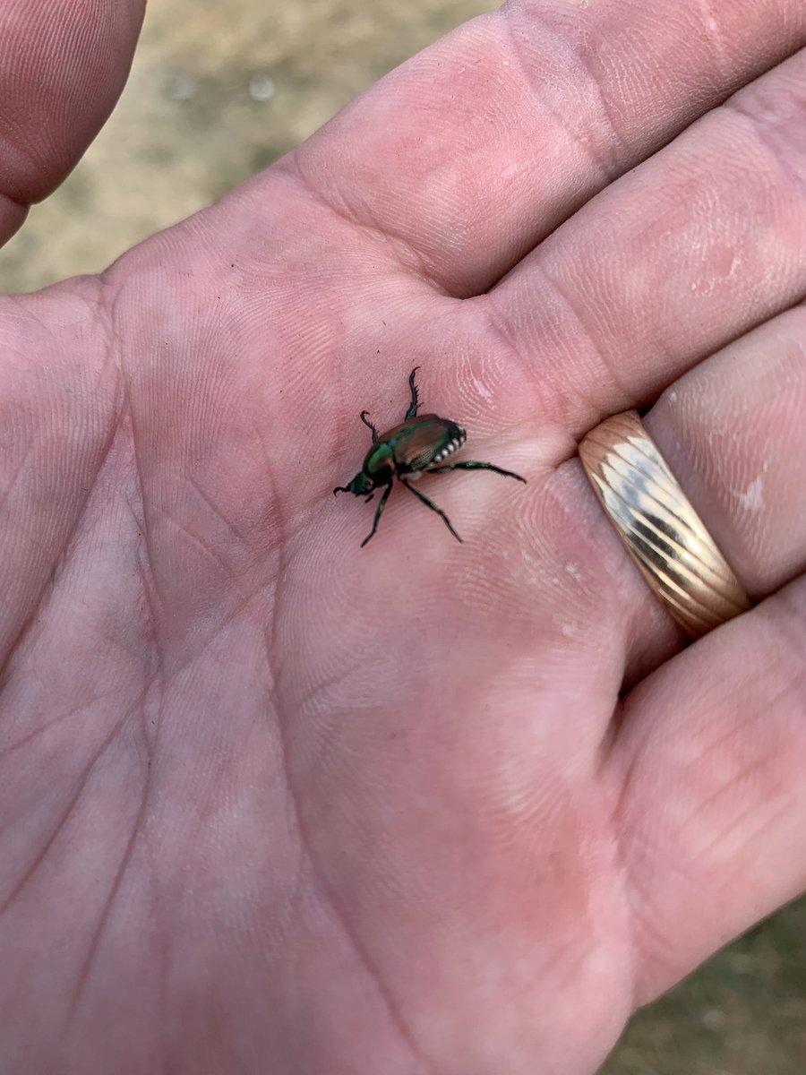 CoryLundgren1's tweet photo. Boone County Iowa, Japanese Beetle. Hopefully they don’t get stronger in Webster County! https://t.co/d2SfQn87K4