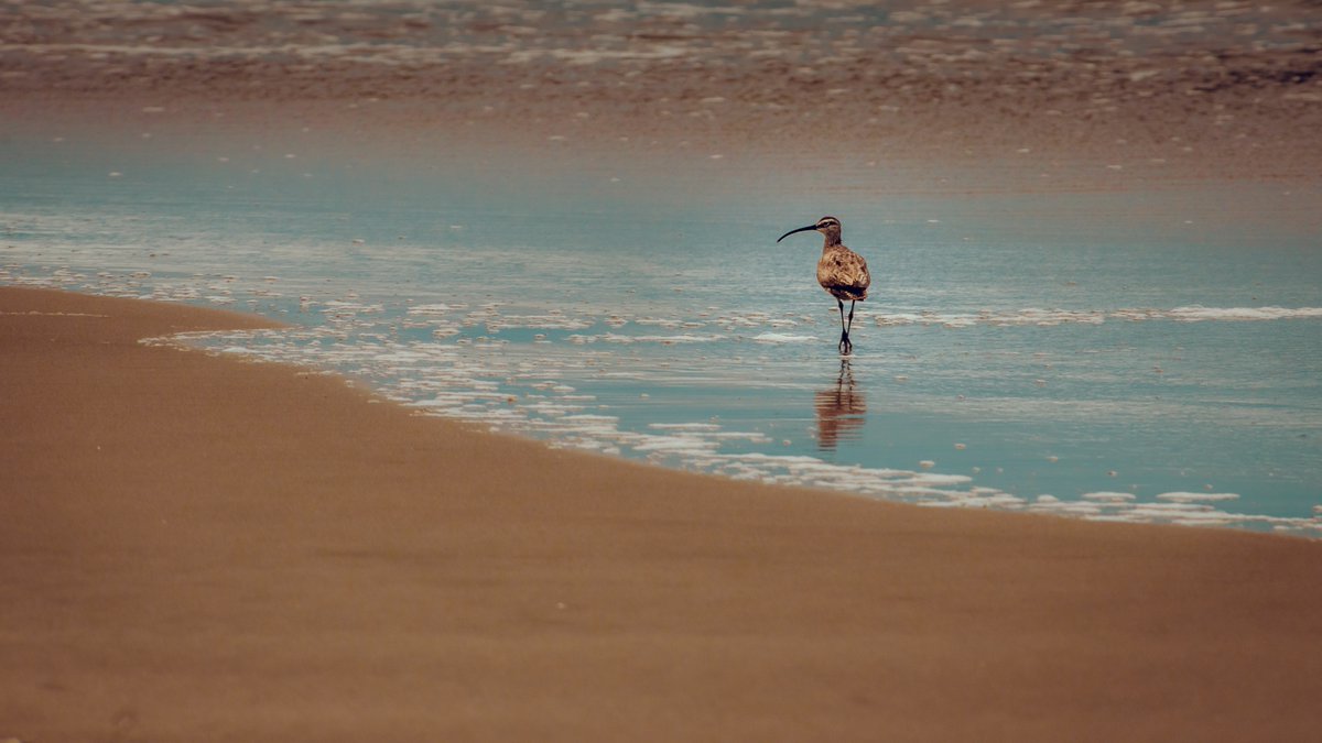 photos_walker's tweet photo. #birds #fortfunstonbeach #nature #nikonnofilter Nikon D3X, 80-400 mm, f/11, 1/1000 sec, ISO 200 https://t.co/AgPEsrysz5