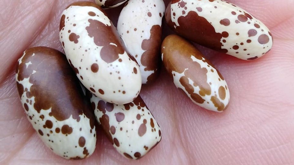 Poroto Codorniz

[foto de Biodiversidad alimentaria]