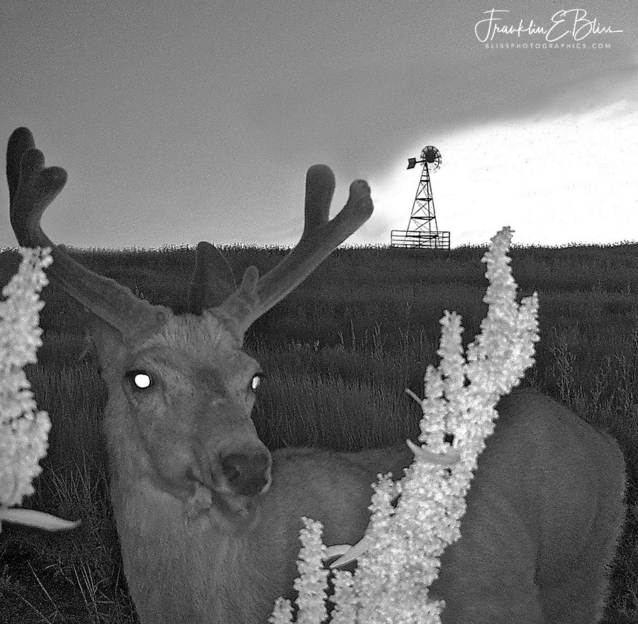 New post (#Buck in Black and White) has been published on Bliss Photographics - blissphotographics.com/buck-in-black-…
#BlackandWhite #Chewing #Deer #GameTrailCamera #Infrared #Mule #Animals #Deer #Infrared #Square #TrailCam #Twilight #Western