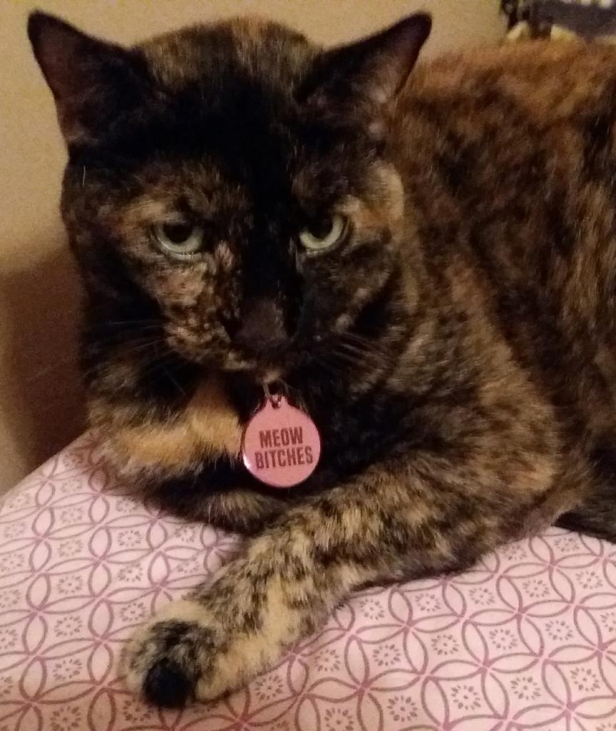 theskyeha's tweet photo. Jinx showing off her new neck weaponry. 😹😾 #CatsOfTwitter #catclass #catstyle https://t.co/uGpIjpNm1u