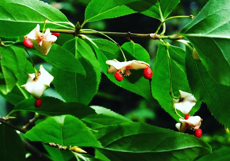 DeepakKGhosh1's tweet photo. Presenting ERC Flora Digest! 
Family Celastraceae; Flora Euonymus Fimbriatus. A flora of Darjeeling himalayas and foothills

For details; reach us at info@ercg.in

#savetheplanet  #flora #biodiversity #digest  #ercfoundation #ercgroup
https://t.co/a6wOHLV5VG https://t.co/NUkq9nA7qU