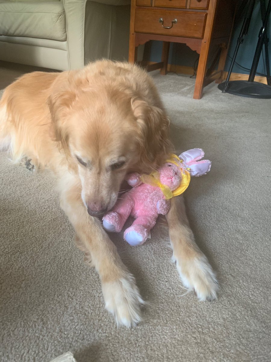 baileyklafehn's tweet photo. SOPHIE GOT A NEW TOYYYYY🥰 https://t.co/4aaBUjbdI5