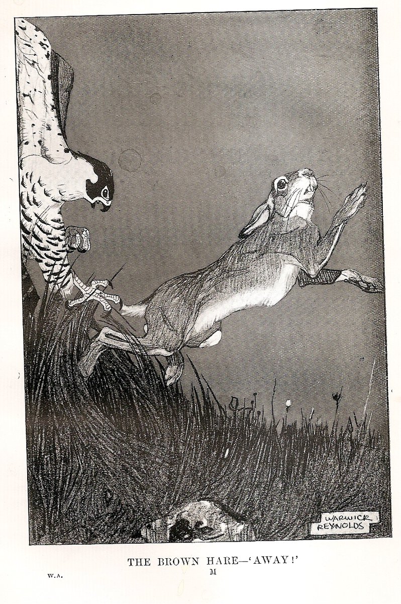 Warwick Reynolds (1880-1926) 