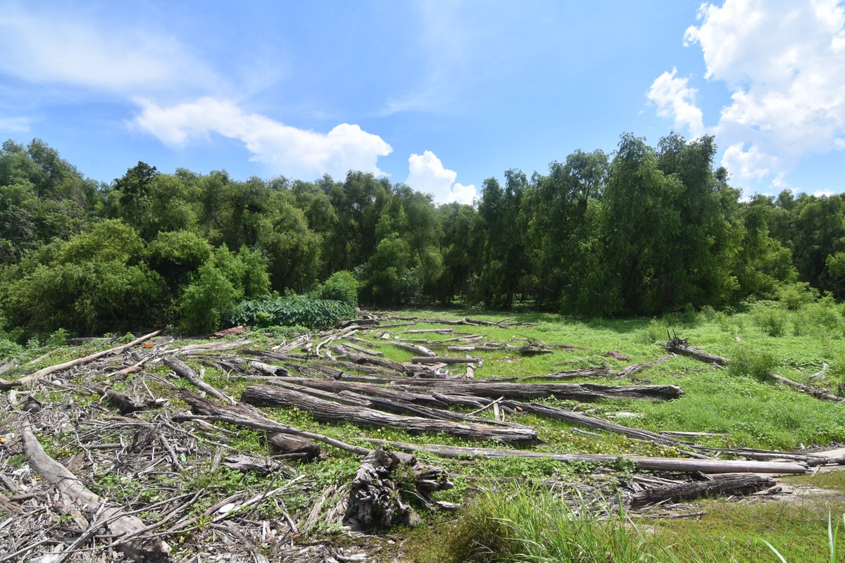 AlexSKolker's tweet image. This swirl of logs along the Mississippi River is a remnant of past floods. I assume there&apos;s a back eddy- here. I&apos;m impressed by power of the river to bring such large debris, and the simplicity of the structure. #floods #flowlines #rivers