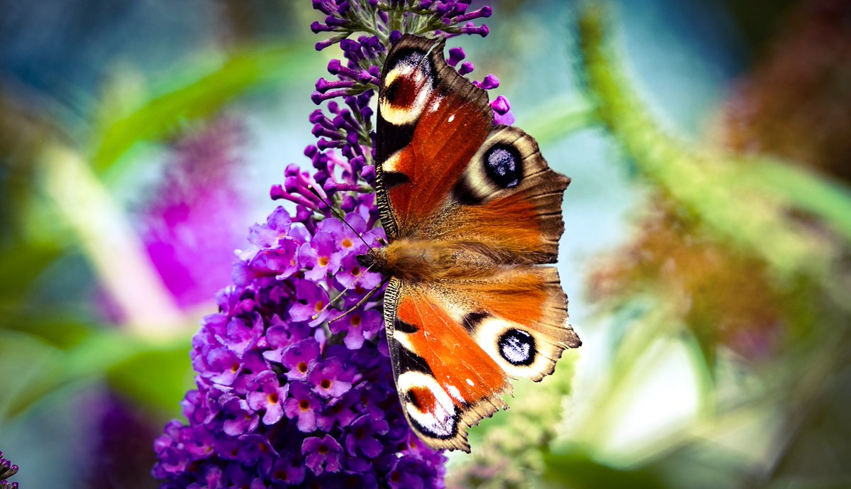 IronBalls82's tweet photo. Tagpfauenauge (Aglais io) in unserem Schmetterlingsstrauch. 🤗🦋 @mamamofu #TwitterNatureCommunity #Butterflies #insects #ourworldisworthsaving #Gartenrunde

#ButterflyDays #Kollbachtal https://t.co/mWx05Qey5W