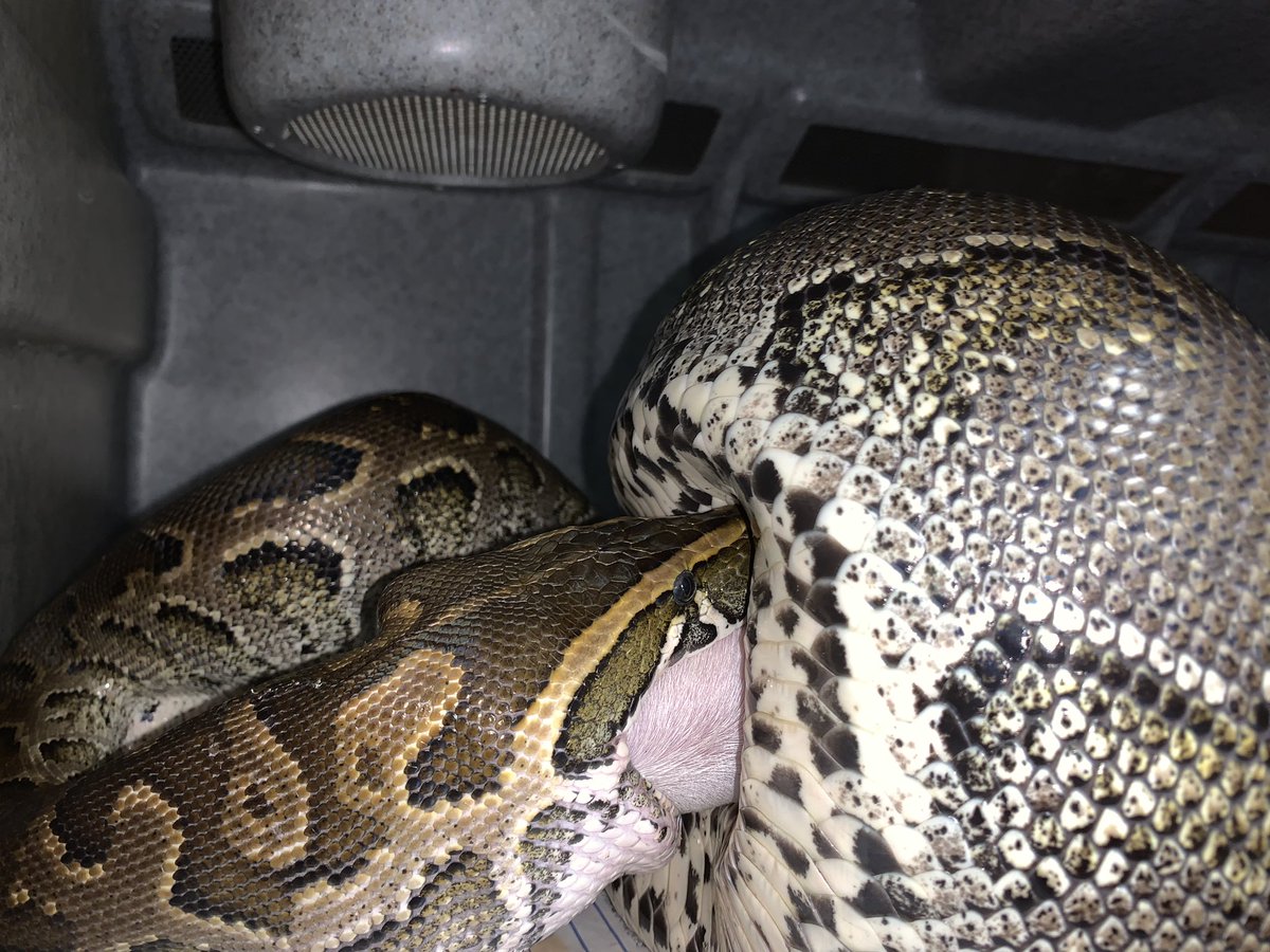 アフリカンロックパイソン