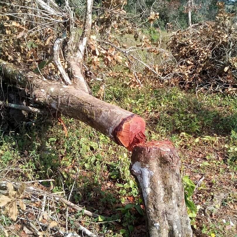 cols_manuel's tweet photo. Así talaron los árboles de más de 30 años de Nuez de Macadamia, en plena producción, los invasores de la Unidad de Producción Experimental Comercial Finca Las Lomas, que fue de FUDECO, en Villanueva, Municipio Morán del Estado Lara. https://t.co/IrSDMqduUL