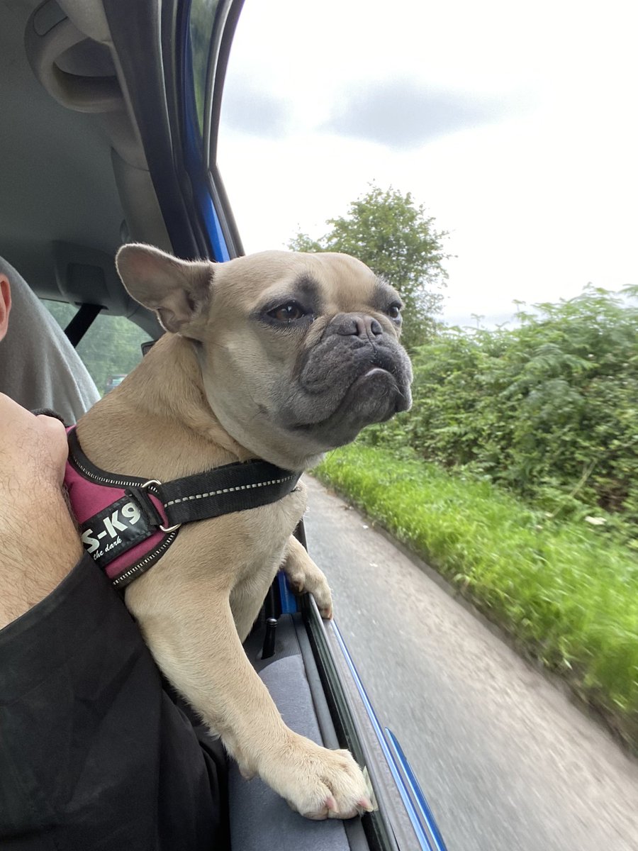 SarahNapper's tweet image. Leia loves the feel of the wind in her ears 😂😂