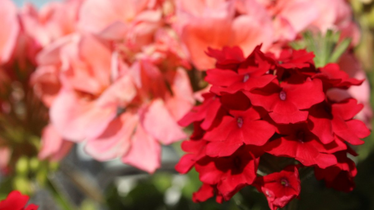 PhotosSandstorm's tweet image. #londonontario #gradens #flower