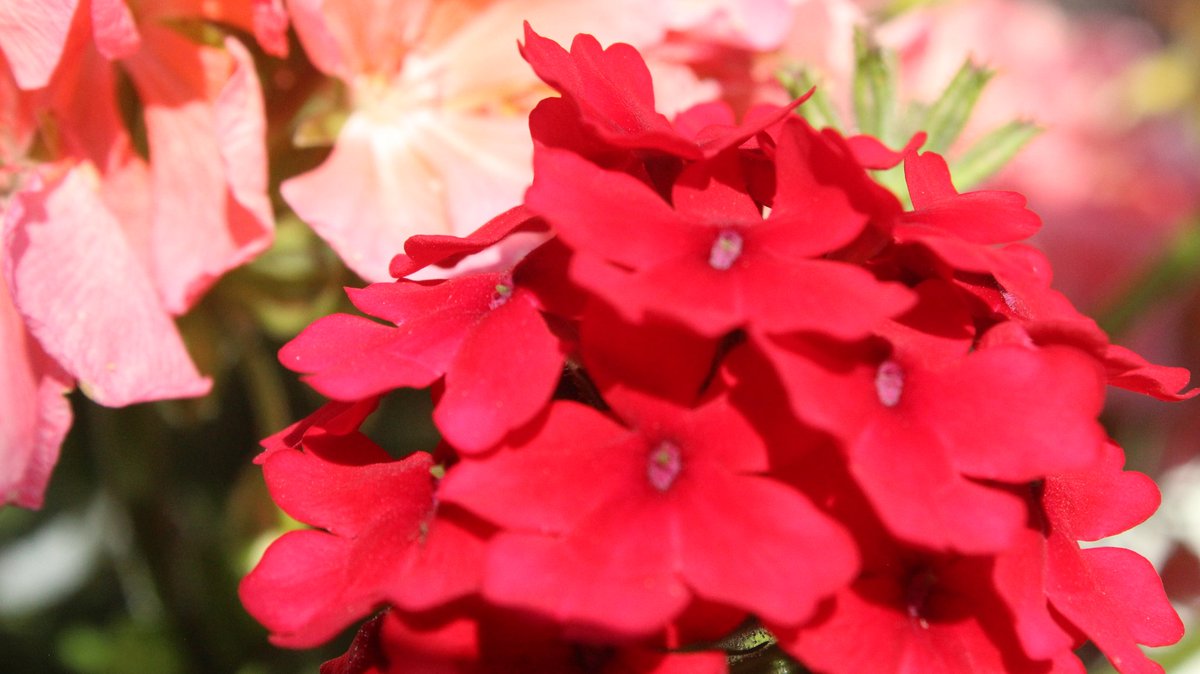 PhotosSandstorm's tweet image. #londonontario #gradens #flower