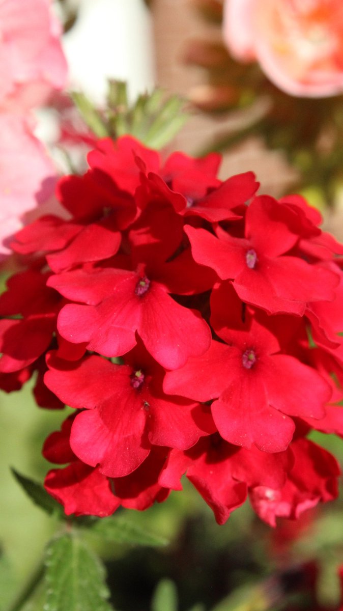 PhotosSandstorm's tweet image. #londonontario #gradens #flower