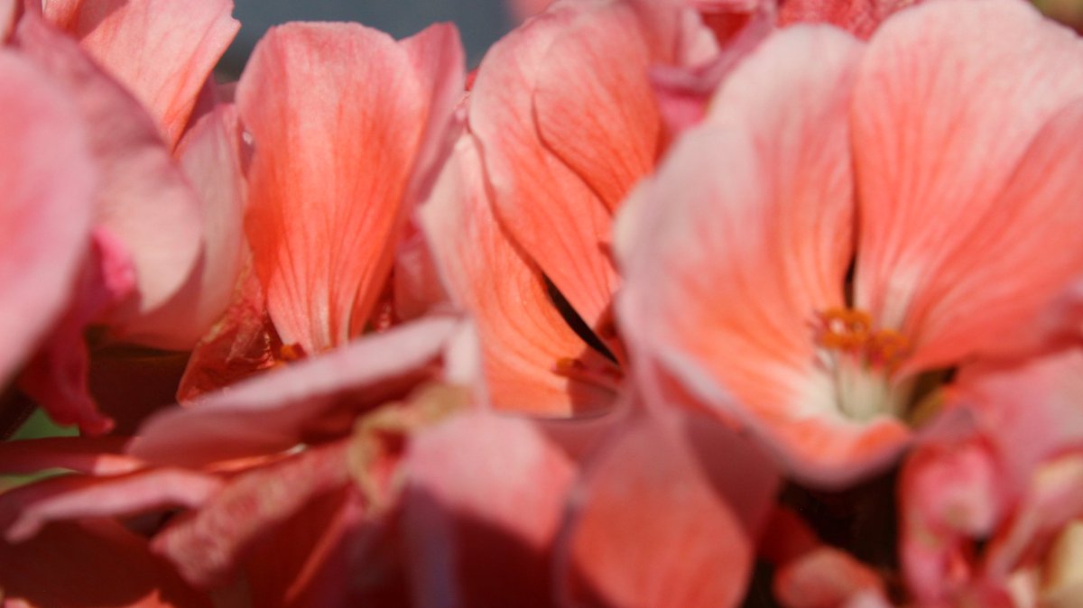 PhotosSandstorm's tweet image. #londonontario #gradens #flower