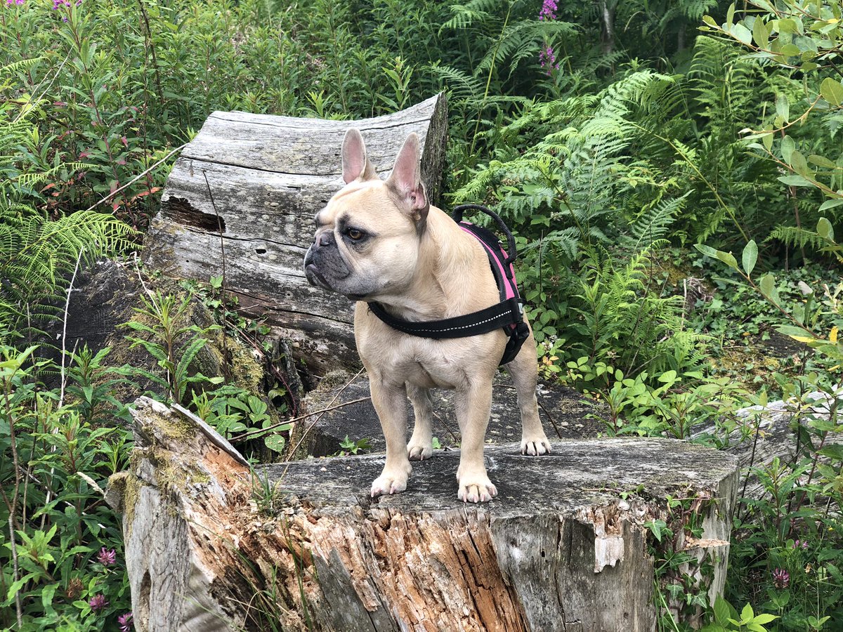 SarahNapper's tweet image. Been for some fabulous woodland walks this week 🐶🌳🌞