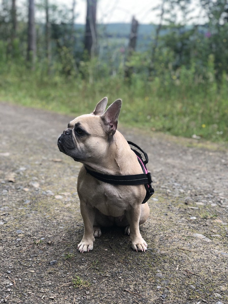 SarahNapper's tweet image. Been for some fabulous woodland walks this week 🐶🌳🌞