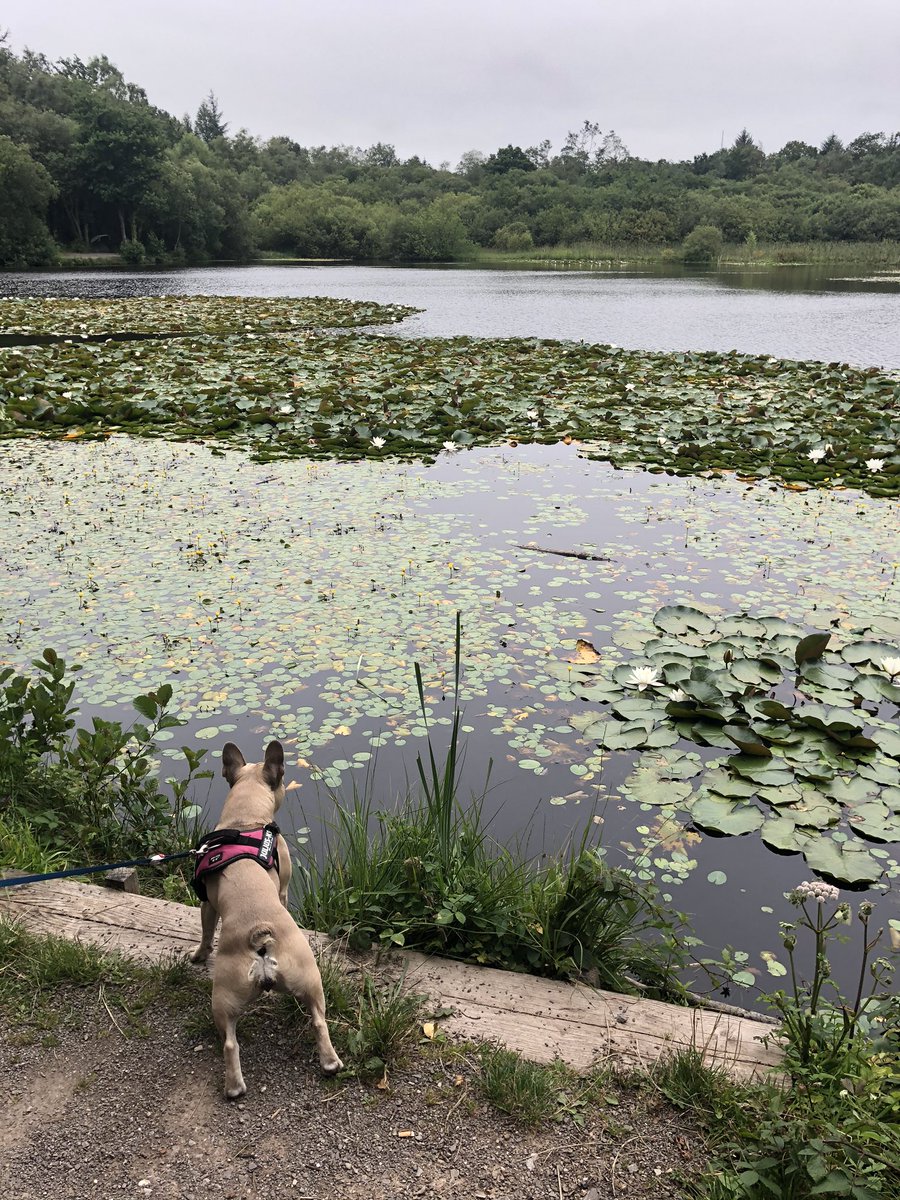 SarahNapper's tweet image. Been for some fabulous woodland walks this week 🐶🌳🌞