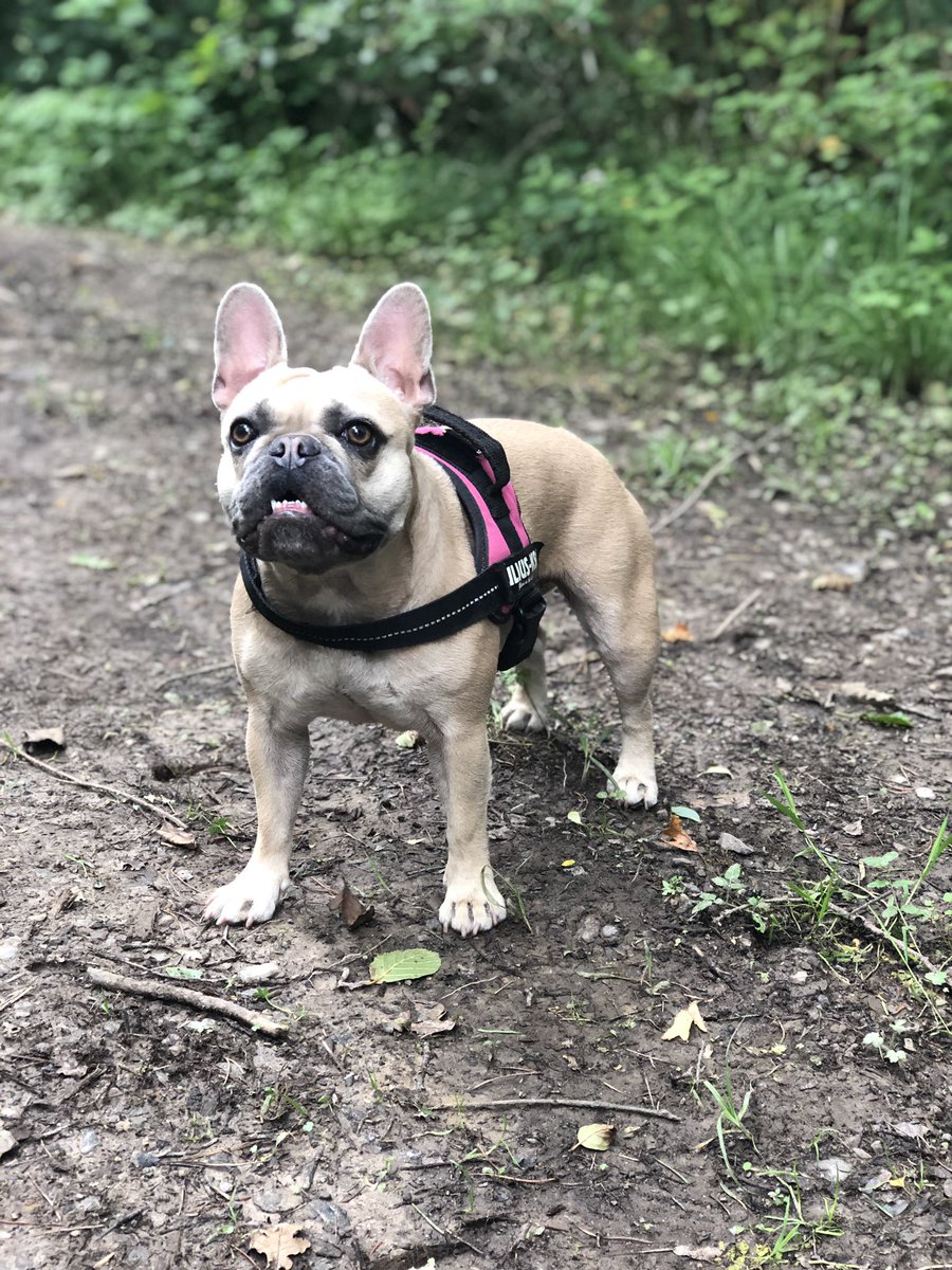 SarahNapper's tweet image. Been for some fabulous woodland walks this week 🐶🌳🌞