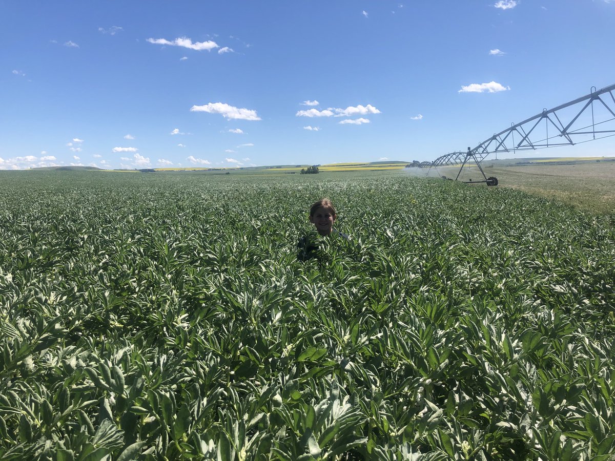 Book3mDann0's tweet photo. Faba beans are big this year. Dryland looks the same. Not in the bin yet though. https://t.co/solDnInurA