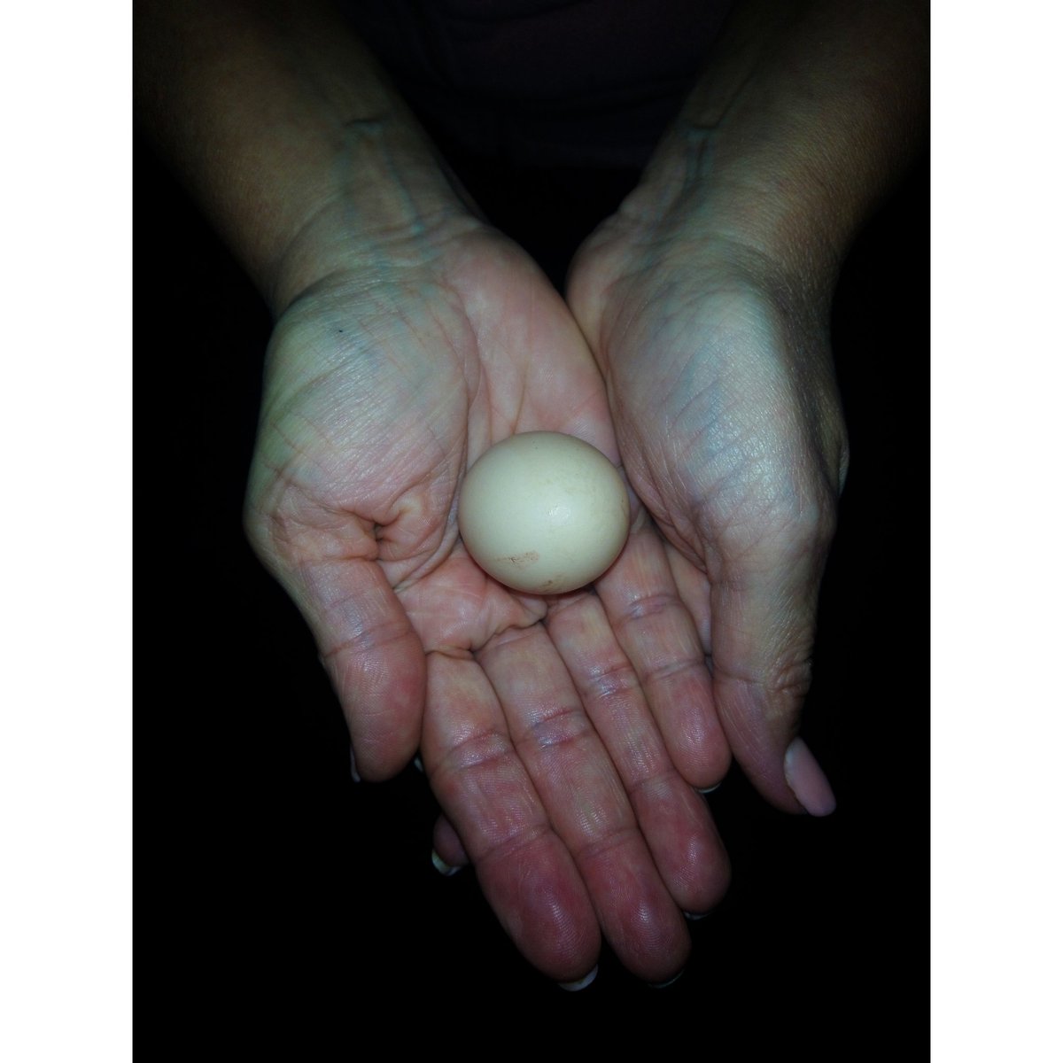 AlexHollowaye's tweet photo. the first eggo 🥚
▪️
#sony #xperiaxa1ultra #instagood #instagram #2020 #photography #photographer #photo #snapshot #lifestyleblogger #lifestyle #life #picture #photoshop #photooftheday #pets #pet #chicken #mypetchicken #egg #eggs #love https://t.co/YtQjjEF6ig