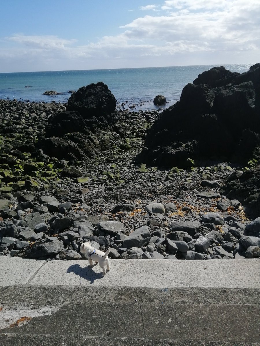 Stephen67189575's tweet photo. Portpatrick looking stunning todayβοΈ
#Sundaystroll
#busy
#keepingourdistance https://t.co/tfmTSWGFT9