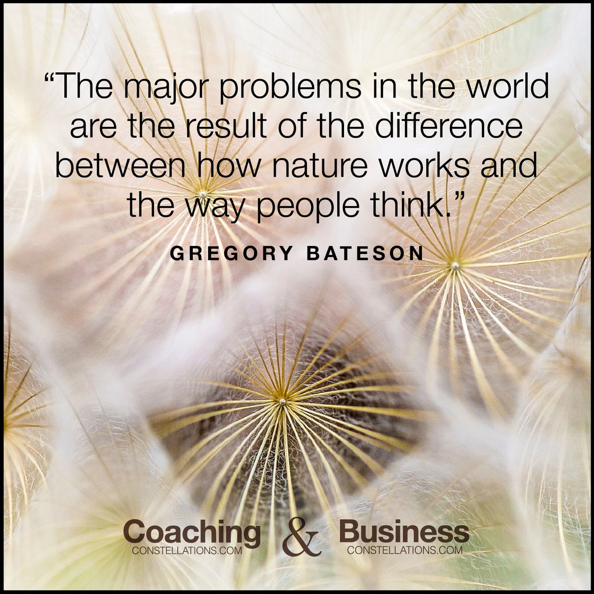 Systemic Coaching tweet media