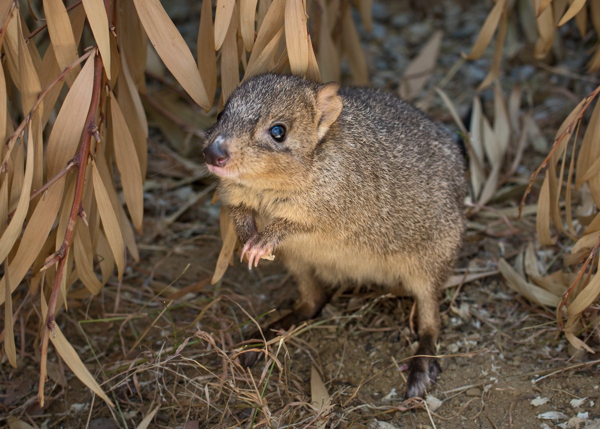 LAZoo's tweet image. This Sunday #squee is brought to you by a brush-tailed bettong, otherwise known as a woylie. This critically endangered nocturnal marsupial hails from Australia. They dig and forage for mushrooms to eat, which helps turn over topsoil and circulate nutrients. #woylie