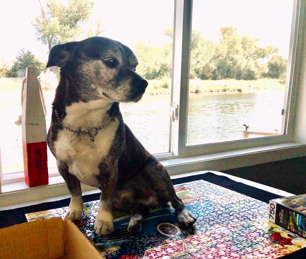 ChimperScott's tweet photo. Mickey! How did you get on the table? ‘Look Mom. I finished your puzzle!’ #howmuchisthatdoggieinthewindow https://t.co/t6zGhxG10u