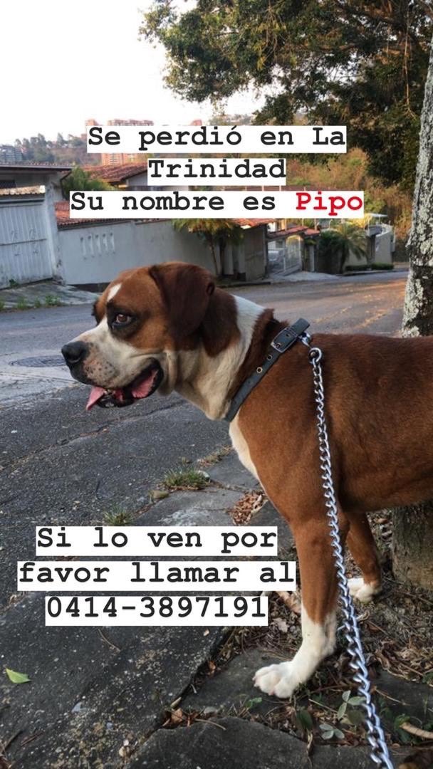 giucenico's tweet photo. @GAMascotas Estamos buscando a Pipo! Perdido desde las 8am que se salió de su casa en La Trinidad. Tiene collar azul. Llamar al 04143897191. Por favor RT https://t.co/PWVFhkZHXY