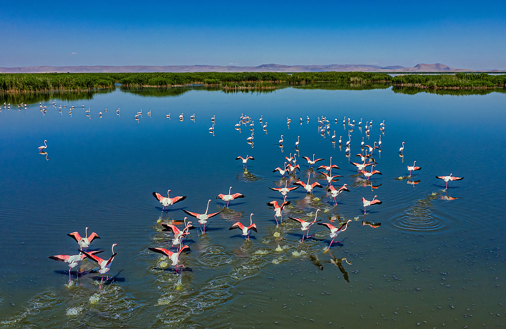 cgtnenespanol's tweet image. #Flamencos bailan en el lago #Eber, #Turquía. La especie ha creado un festín visual durante los últimos días. En busca de un ambiente pacífico, se vio a las aves migratorias alimentándose y vadeando en los charcos de barro.