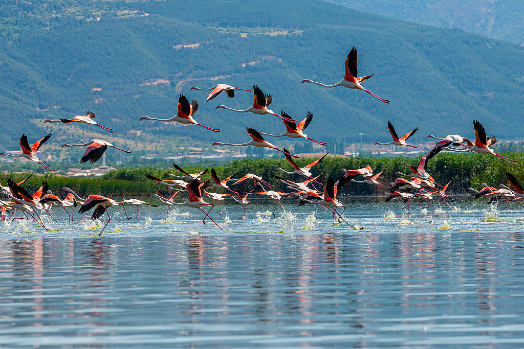 cgtnenespanol's tweet image. #Flamencos bailan en el lago #Eber, #Turquía. La especie ha creado un festín visual durante los últimos días. En busca de un ambiente pacífico, se vio a las aves migratorias alimentándose y vadeando en los charcos de barro.