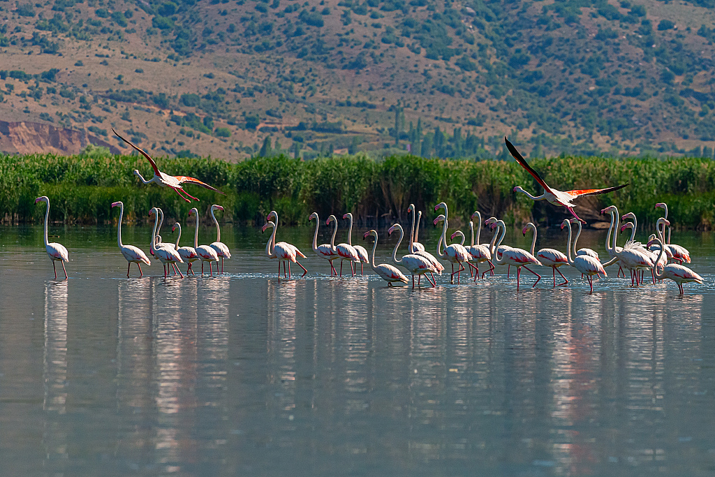 cgtnenespanol's tweet image. #Flamencos bailan en el lago #Eber, #Turquía. La especie ha creado un festín visual durante los últimos días. En busca de un ambiente pacífico, se vio a las aves migratorias alimentándose y vadeando en los charcos de barro.