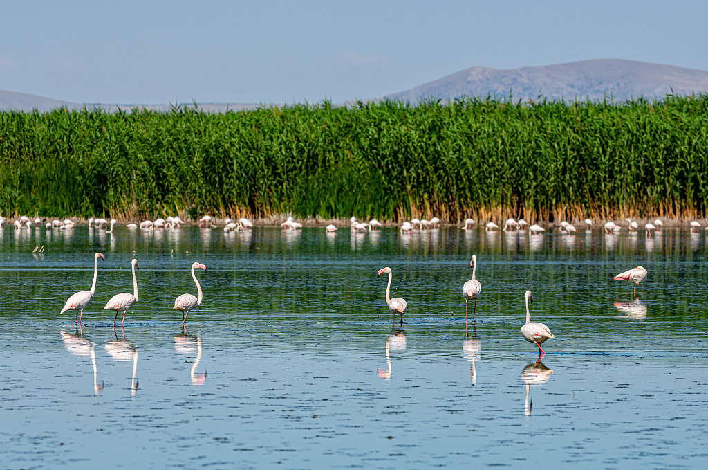 cgtnenespanol's tweet image. #Flamencos bailan en el lago #Eber, #Turquía. La especie ha creado un festín visual durante los últimos días. En busca de un ambiente pacífico, se vio a las aves migratorias alimentándose y vadeando en los charcos de barro.