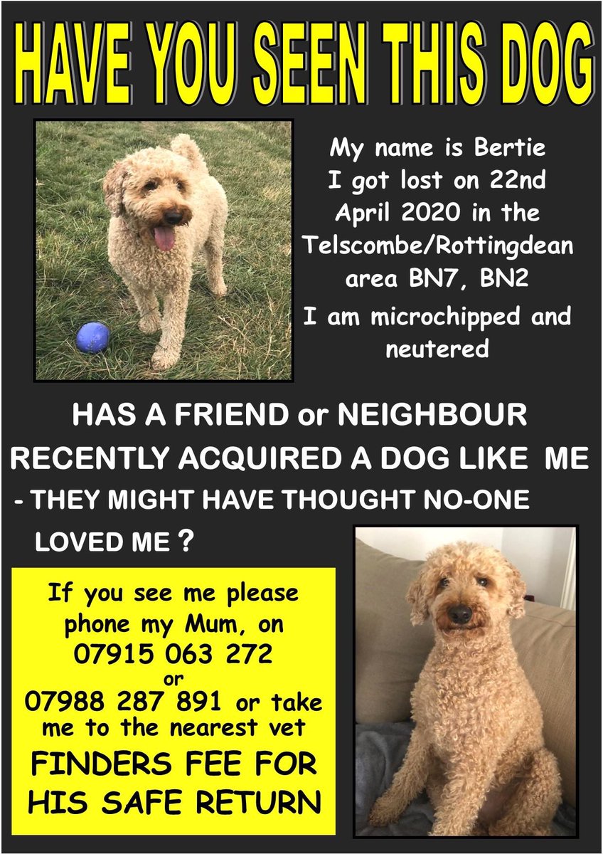CillaTr's tweet photo. @rickygervais RT for Bertie @bertie_is #FindBertie https://t.co/Cgawy1wB1D
