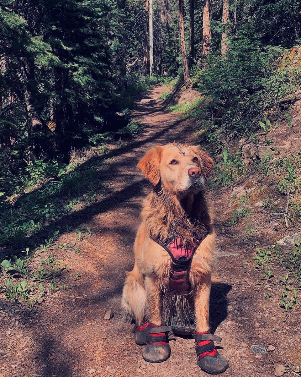 UltraPaws's tweet photo. "Shoutout to @UltraPaws for the first set of dog boots that actually work for this doggo!🤩 We hiked through rocks &amp; rivers &amp; these boots stayed strong" ~ IG @golden_girl_grace

Shoutout to you, Grace! And to your pawrents for keeping your paws safe this summer! Happy hiking! https://t.co/hWeFGOqq0H