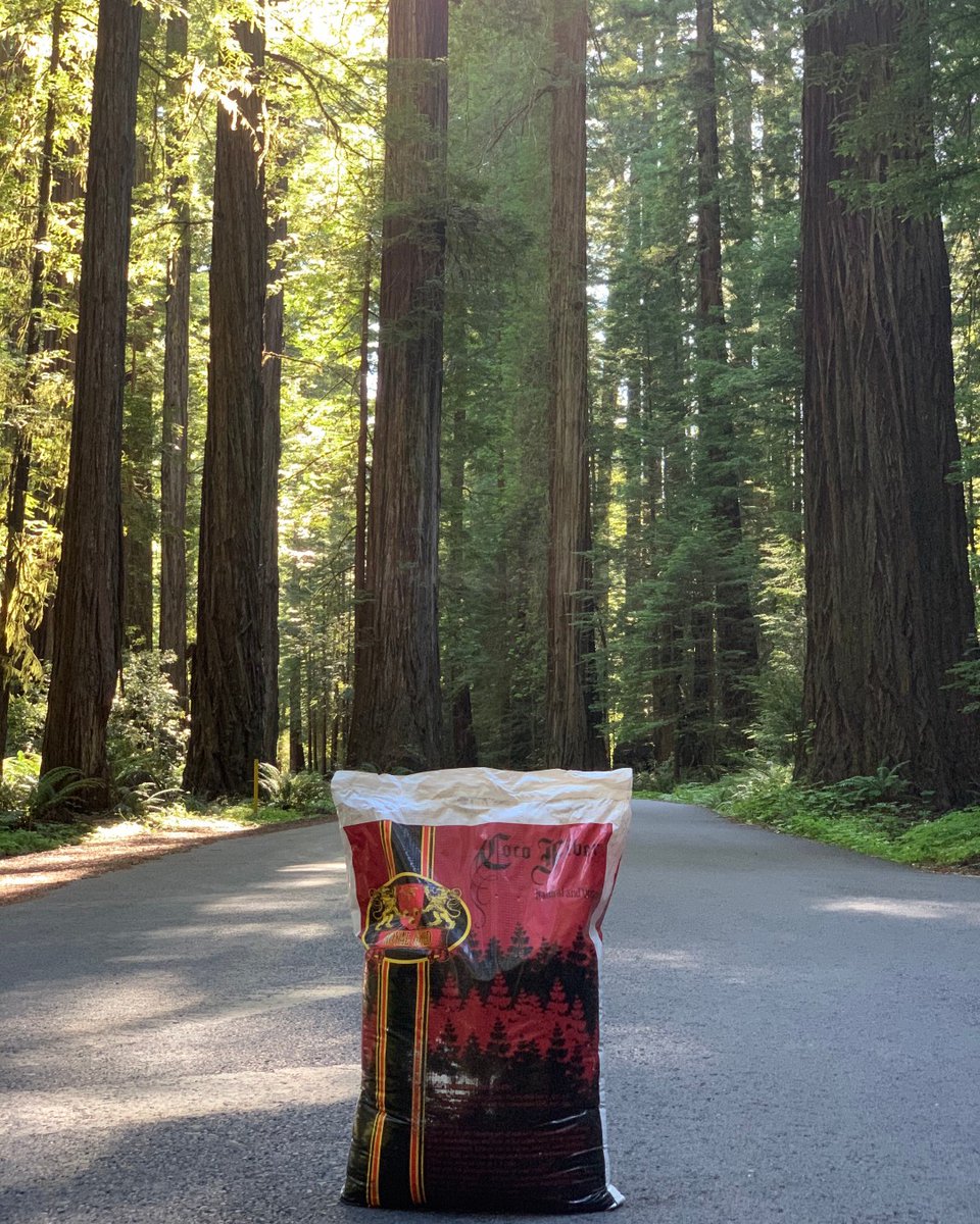 RoyalGoldSoil's tweet photo. Looking for pure Coco Fiber, ready to use, straight out of the bag? Royal Gold has you covered! Right out of beautiful Humboldt County.
.
.
.
.
📷@royalgoldrick #royalgoldsoil #purecocofiber #cocofiber #madeinhumboldt #grow4thegold #humboldtcounty https://t.co/IFHoDBCp4c