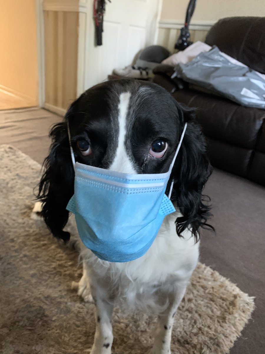 Top_Cat67's tweet photo. My dogs gonna be safe going out now 😂 😂 😂 https://t.co/OA82A4yHcK