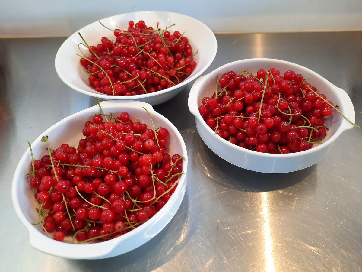 thegreentake's tweet photo. Verse rooiebessen uit de tuin! #aalbessen #redcurrents #miemele #grosseilles #mmmm https://t.co/DHM3pICD5P