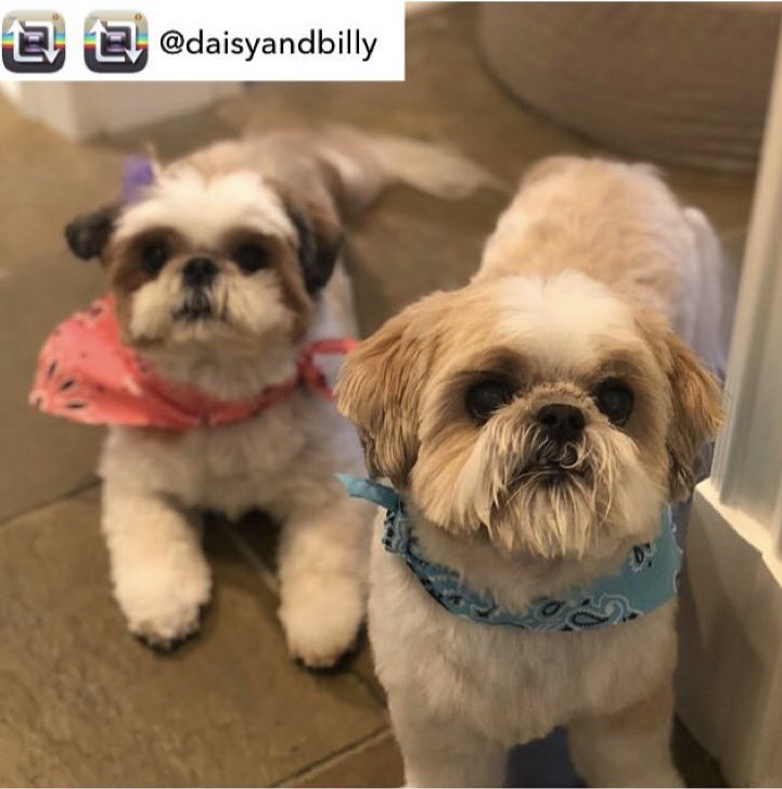reiningcatsdog's tweet photo. #SundayFunday #CutenessOverload https://t.co/TAsTiwNpVw