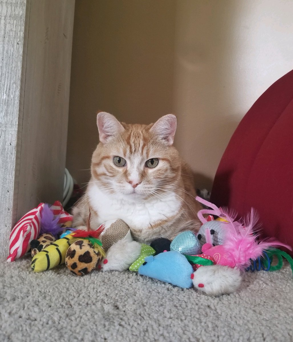 SaltyZeek's tweet image. Mila doesn't play with them. She just guards them from anyone touching them