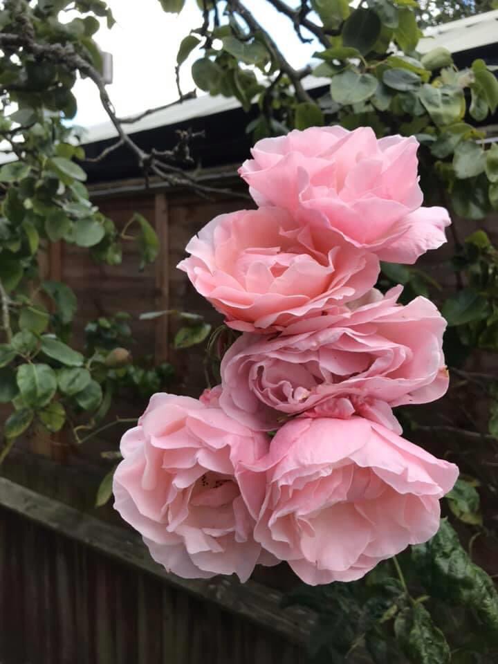 jssupra1's tweet photo. “Today, just take time to smell the roses, enjoy those little things about your life, your family, spouse, friends, job.

Forget about the thorns, the pains and problems they cause you, and enjoy life.”

Have a nice day🙏🙏 https://t.co/oXzNNGItHs