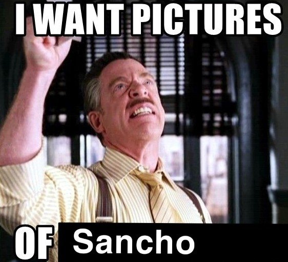 DailySanchoFace's tweet photo. We are open to submissions of any and all photos of Sancho. https://t.co/FFhoEVcFpT