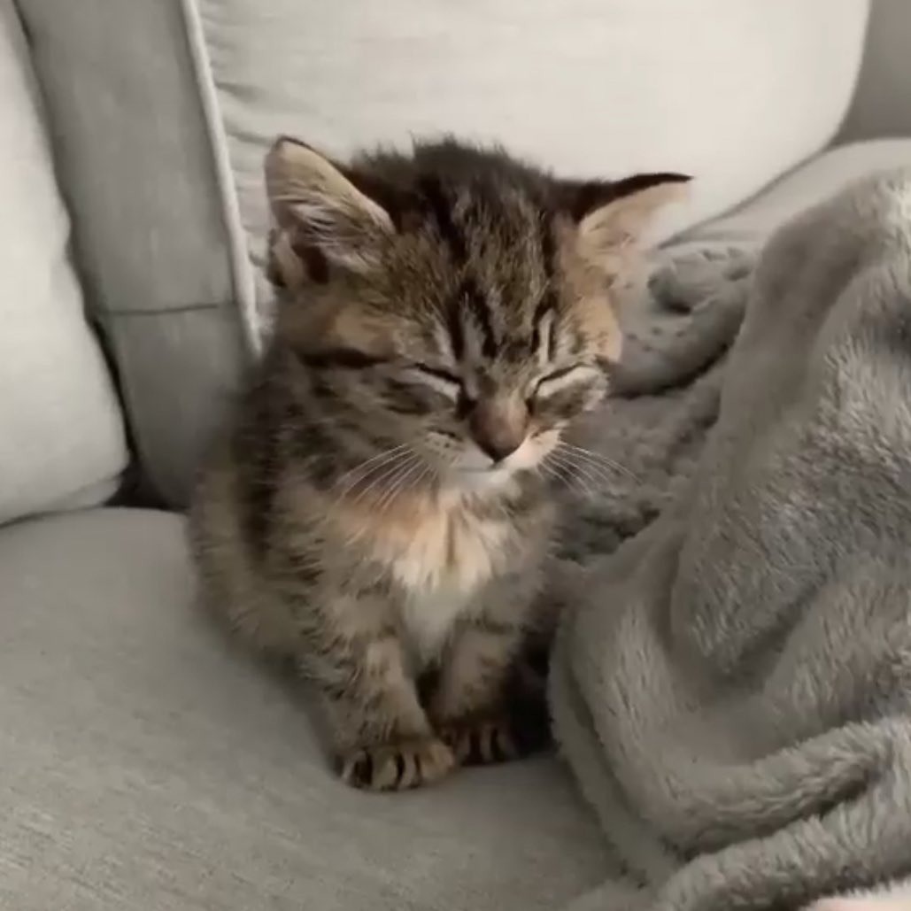 please scroll through quietly, the kittens are sleeping, a thread: